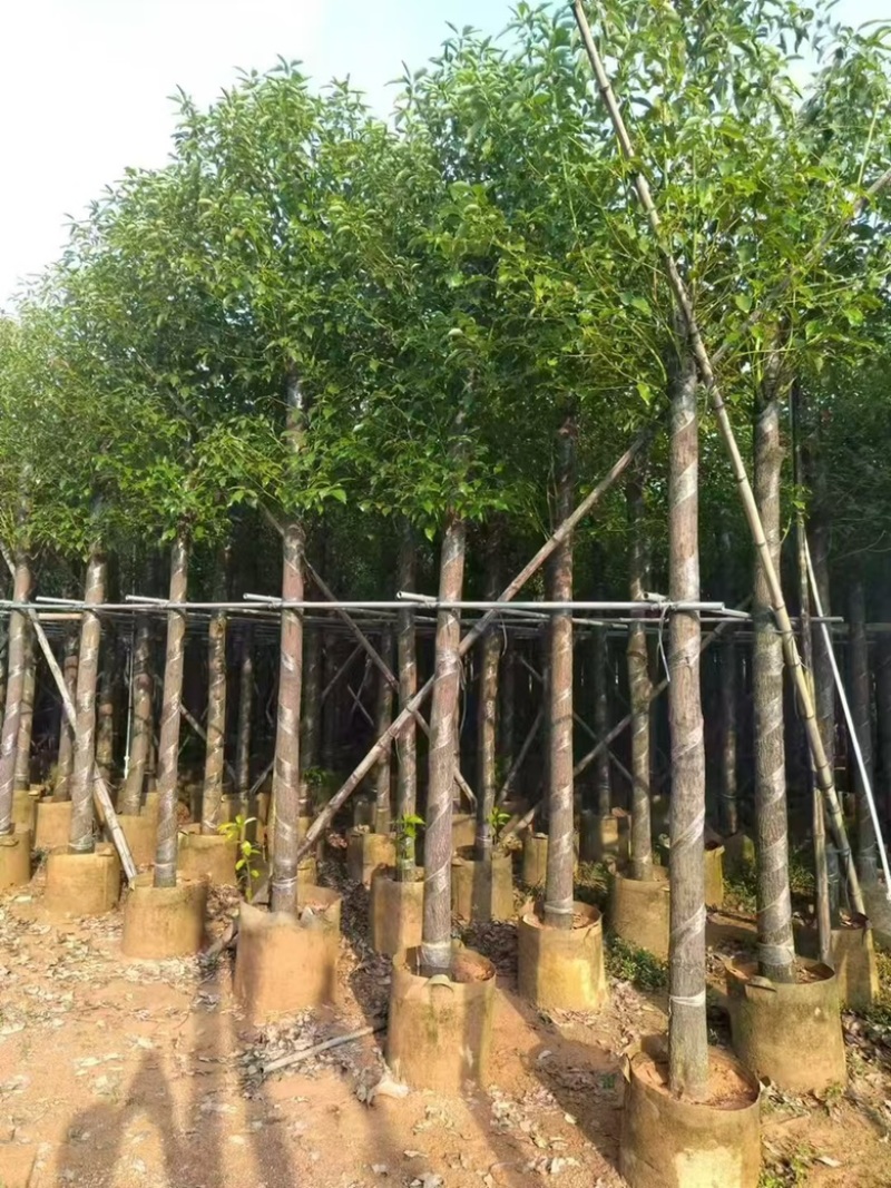 香樟3-15分，各种规格，大量低价出售