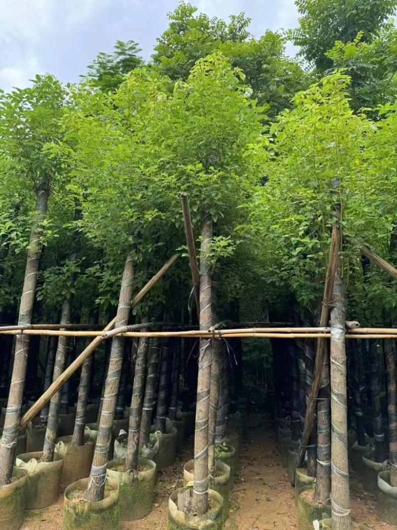 香樟3-15分，各种规格，大量低价出售
