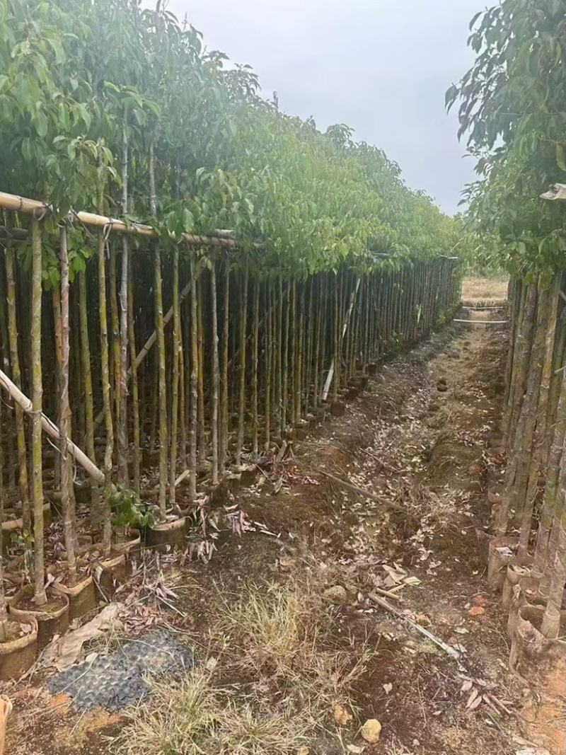 香樟3-15分，各种规格，大量低价出售