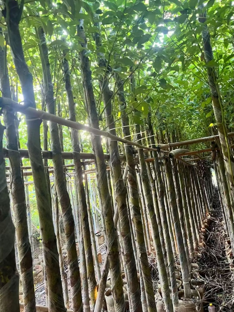 香樟3-15分，各种规格，大量低价出售