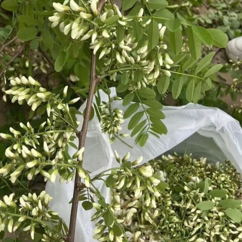 2026年槐花新鲜现摘现发洋槐花杨槐花骨朵