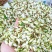 2026年槐花新鲜现摘现发洋槐花杨槐花骨朵