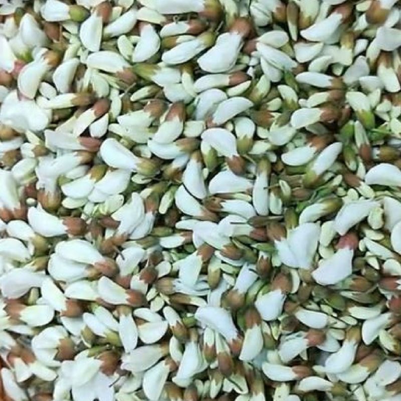 2026年槐花新鲜现摘现发洋槐花杨槐花骨朵