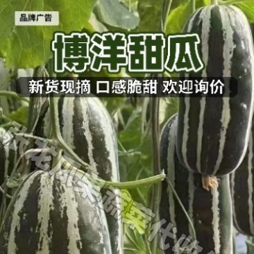 大荔县博阳9大量上市万亩产地一手货源一次合作永久朋友