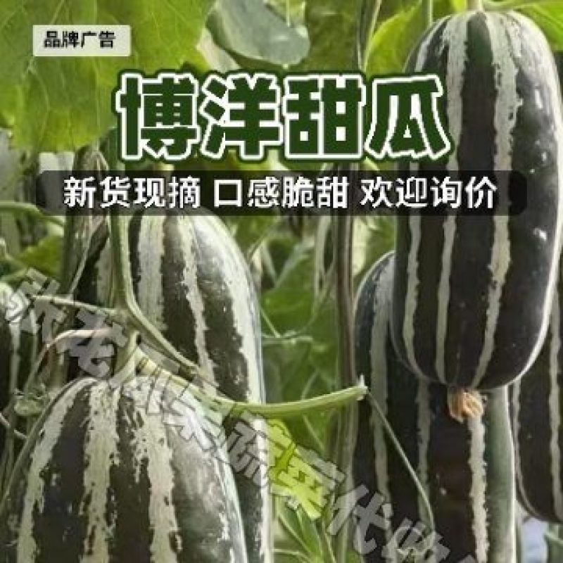 大荔县博阳9大量上市万亩产地一手货源一次合作永久朋友