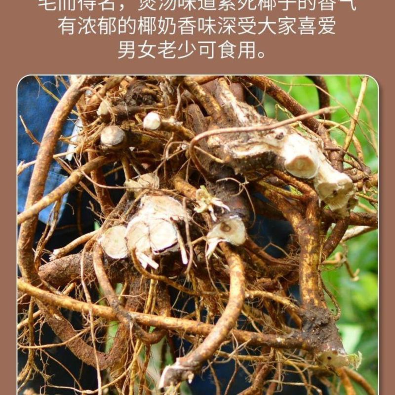 广西正五指毛桃干货农家自晒椰香浓郁牛奶根正宗炖汤泡酒