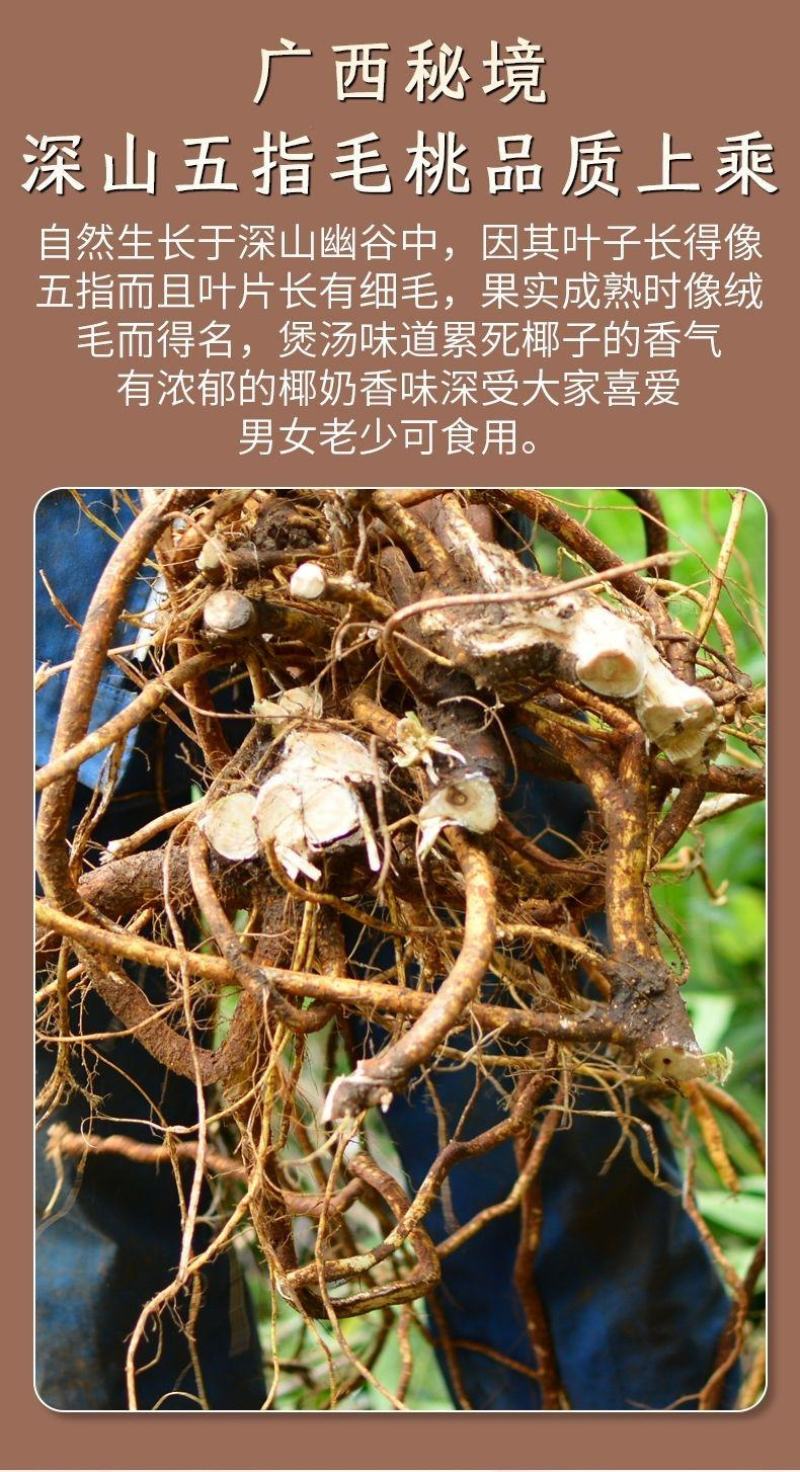 广西正五指毛桃干货农家自晒椰香浓郁牛奶根正宗炖汤泡酒
