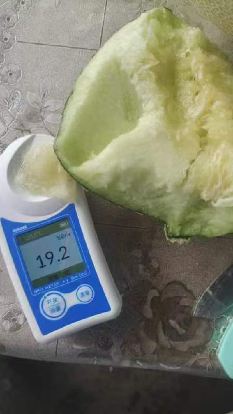 《推荐》山东海阳网纹瓜/网纹哈密瓜/货源充足质量有保障