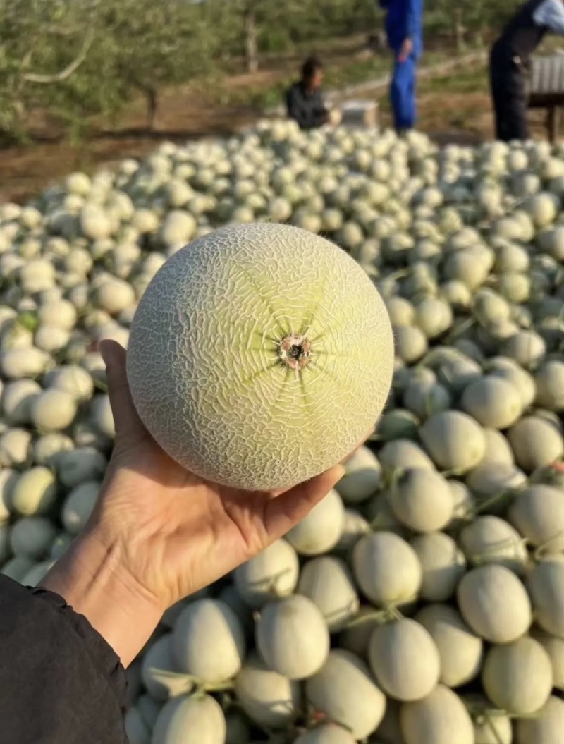 《推荐》山东海阳网纹瓜/网纹哈密瓜/货源充足质量有保障