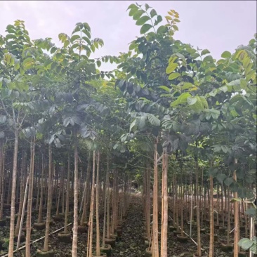 火焰木原生苗1-5分，各种规格，大量低价出售