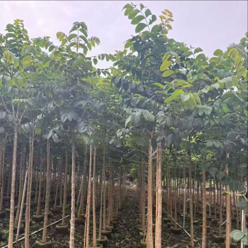 火焰木原生苗1-5分，各种规格，大量低价出售