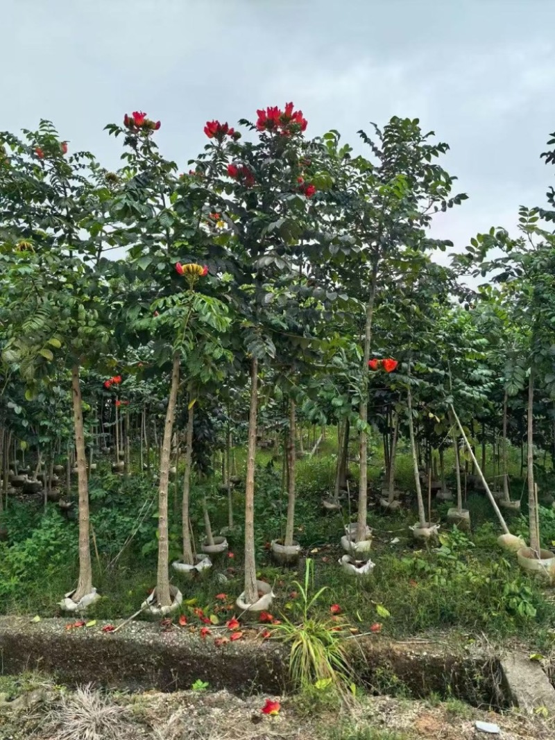火焰木原生苗1-5分，各种规格，大量低价出售