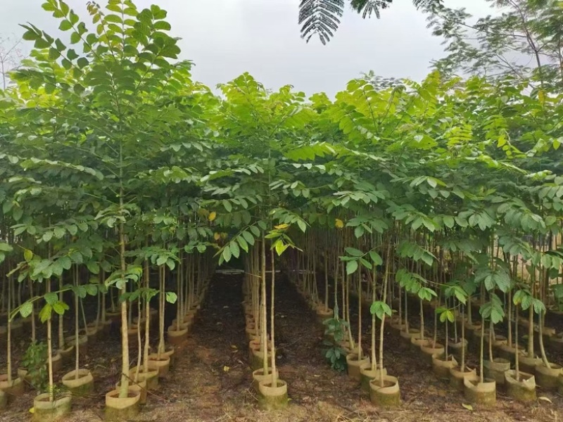 火焰木原生苗1-5分，各种规格，大量低价出售