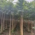 火焰木原生苗1-5分，各种规格，大量低价出售