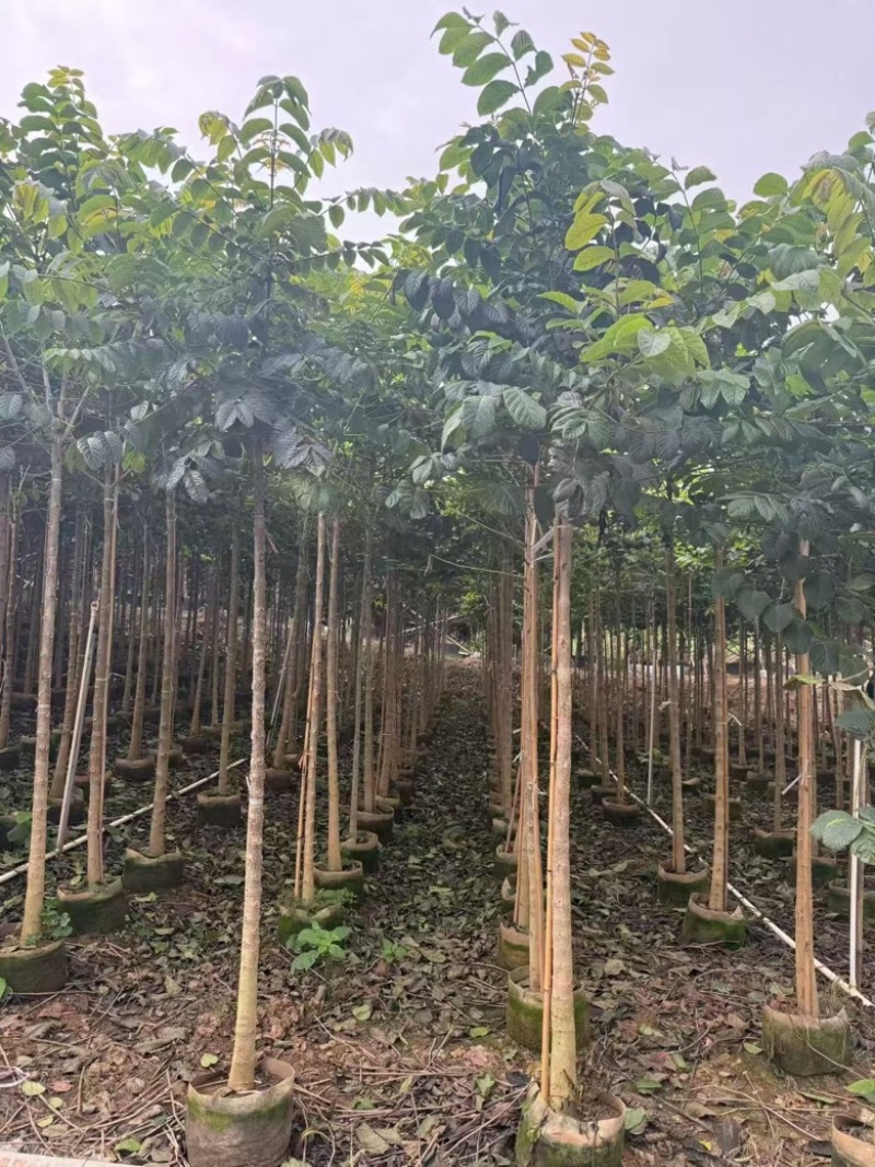 火焰木原生苗1-5分，各种规格，大量低价出售