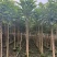 火焰木原生苗1-5分，各种规格，大量低价出售