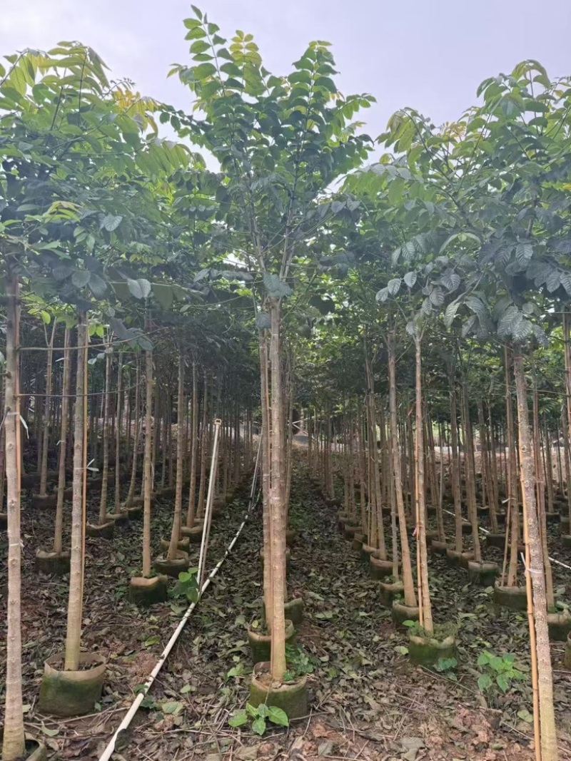火焰木原生苗1-5分，各种规格，大量低价出售
