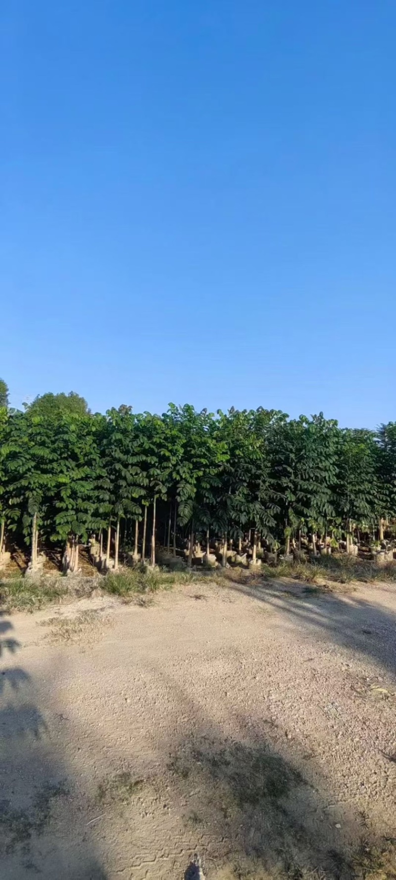 火焰木原生苗1-5分，各种规格，大量低价出售