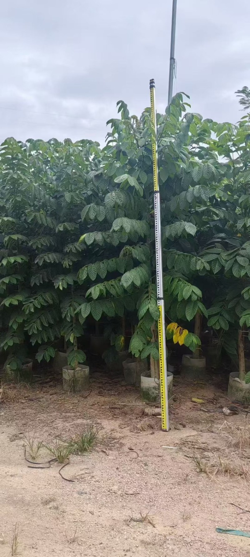 火焰木原生苗1-5分，各种规格，大量低价出售