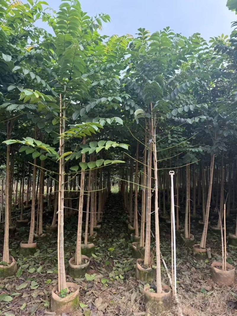 火焰木原生苗1-5分，各种规格，大量低价出售