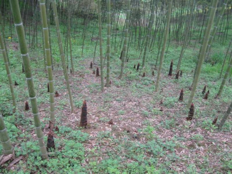 新鲜雷竹笋出炉