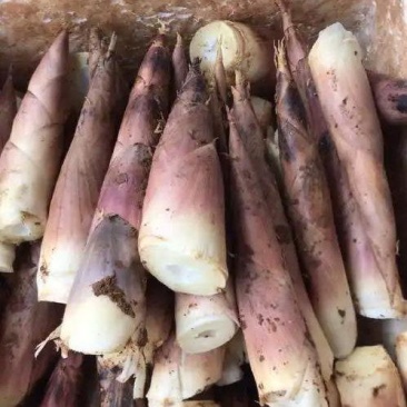 新鲜雷竹笋出炉