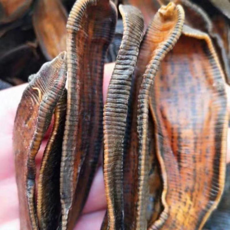 广西野生金边水蛭中药材宽体水蛭金线蚂蝗水蛭清水菲牛蚂蟥