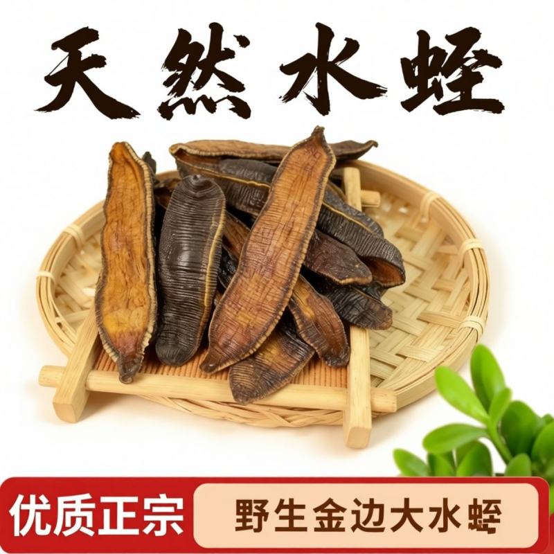 广西野生金边水蛭中药材宽体水蛭金线蚂蝗水蛭清水菲牛蚂蟥