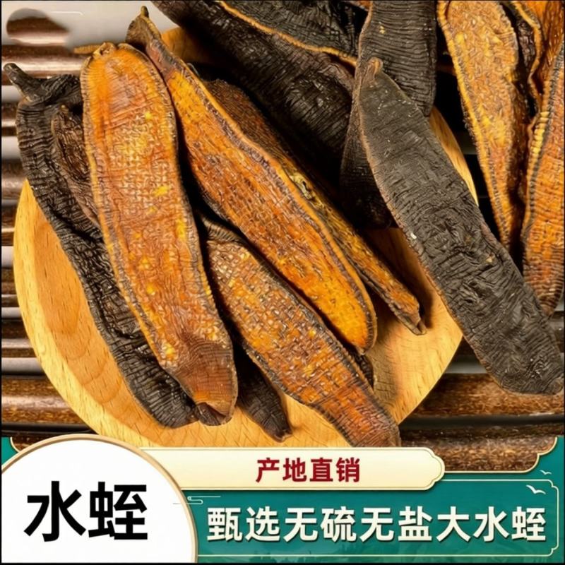 广西野生金边水蛭中药材宽体水蛭金线蚂蝗水蛭清水菲牛蚂蟥