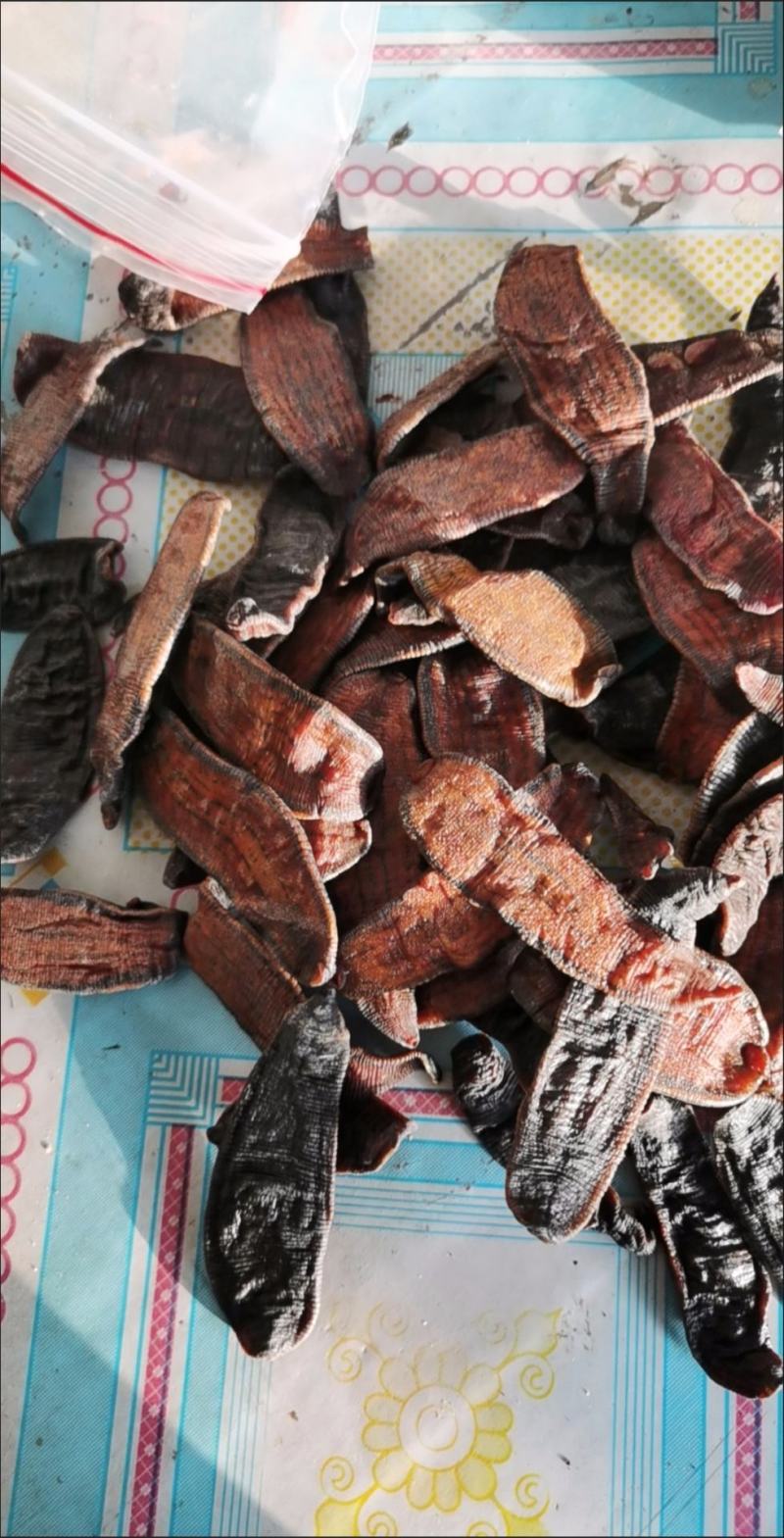 广西野生金边水蛭中药材宽体水蛭金线蚂蝗水蛭清水菲牛蚂蟥