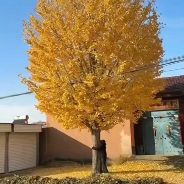 江苏银杏品质保证基地直供欢迎联系量大优惠合规格都有
