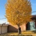 江苏银杏品质保证基地直供欢迎联系量大优惠合规格都有