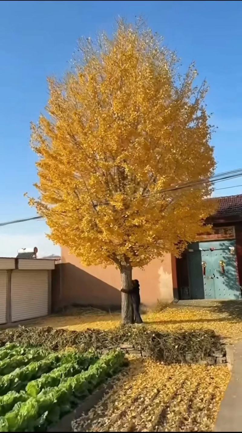 江苏银杏品质保证基地直供欢迎联系量大优惠合规格都有