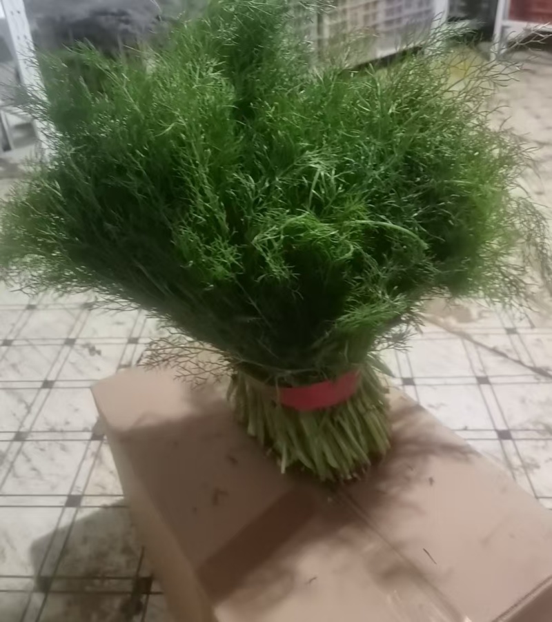 河北石家庄大棚茴香精分不老30多cm量大优惠