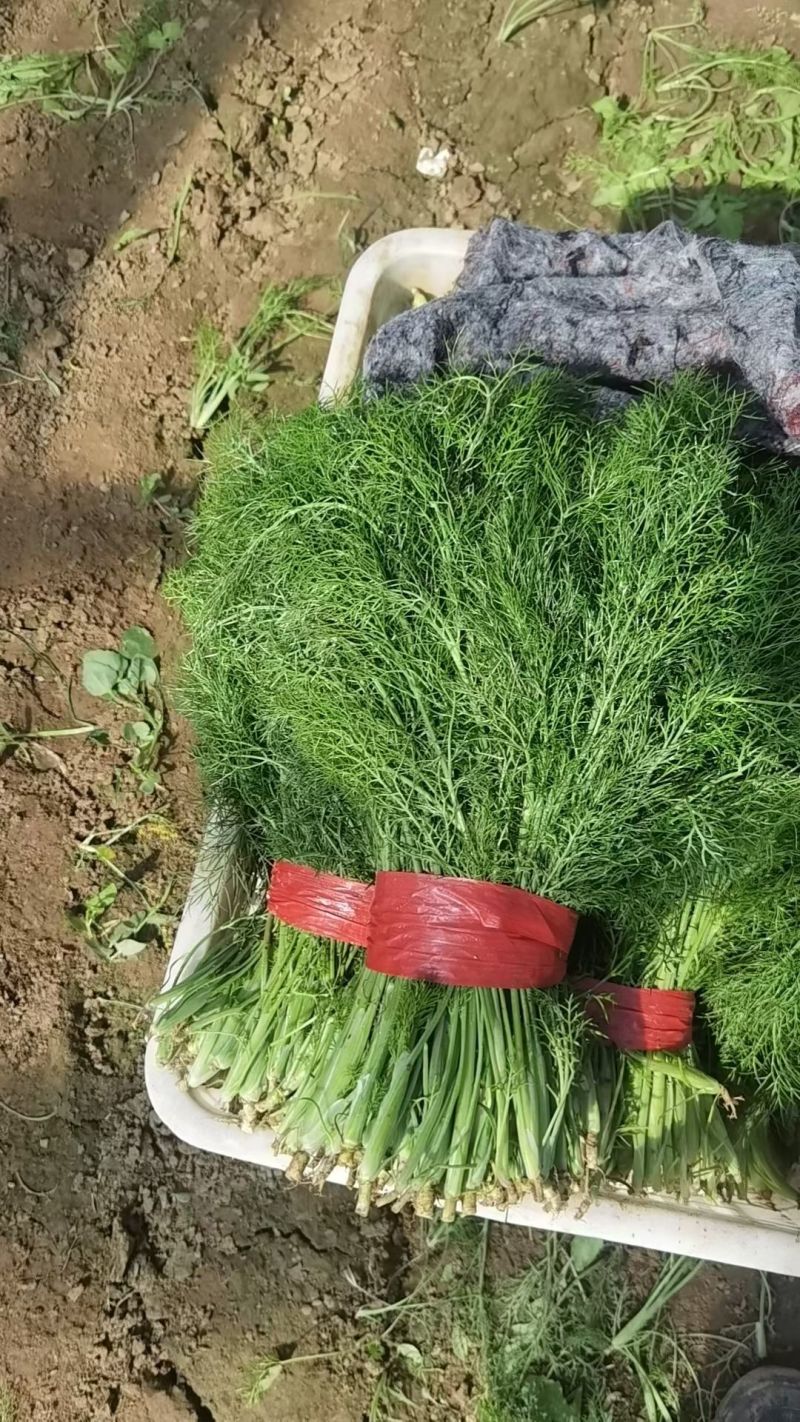 河北石家庄大棚茴香精分不老30多cm量大优惠