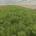 河北石家庄大棚茴香精分不老30多cm量大优惠