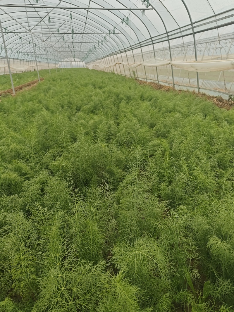 河北石家庄大棚茴香精分不老30多cm量大优惠