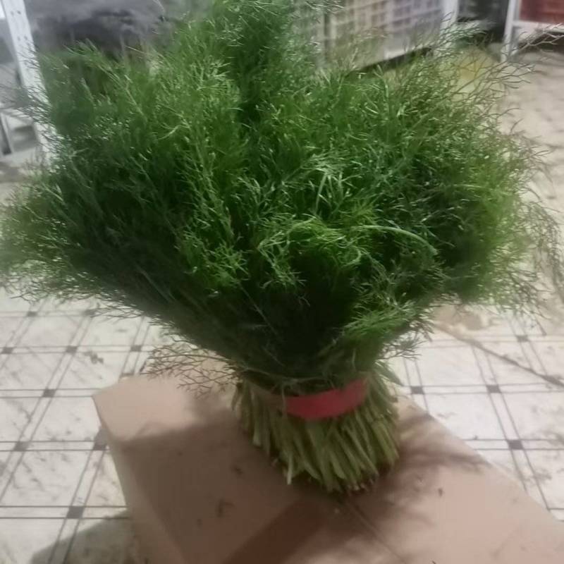河北石家庄大棚茴香精分不老30多cm量大优惠