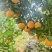 广西桂林夏橙
