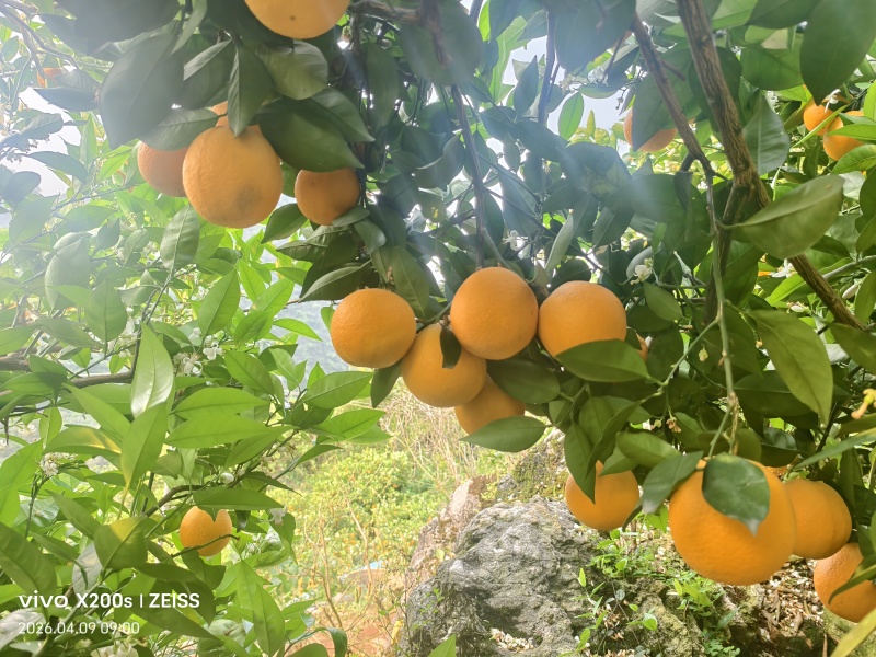 广西桂林夏橙