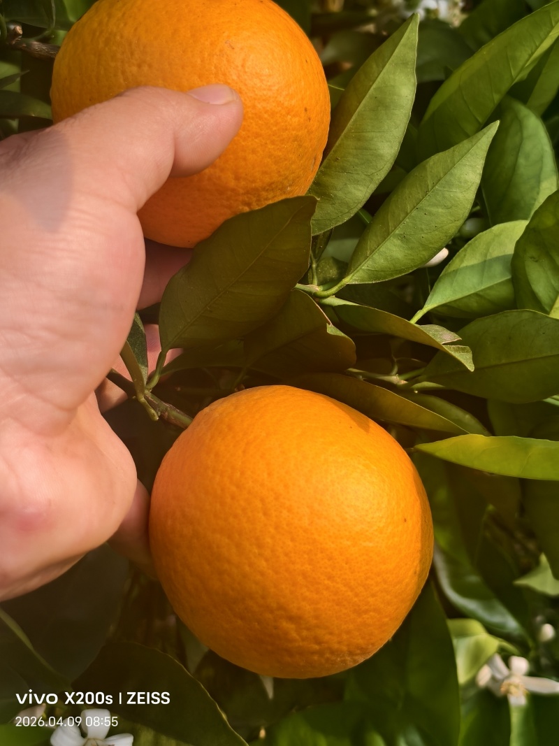 广西桂林夏橙
