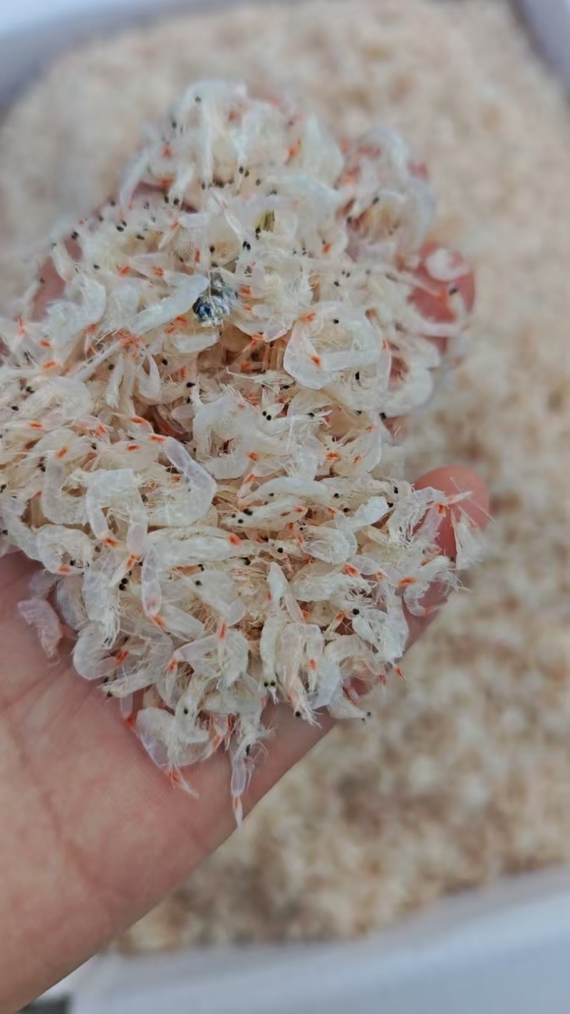 精品虾皮量大从优对接全国对接各大商超欢迎采购