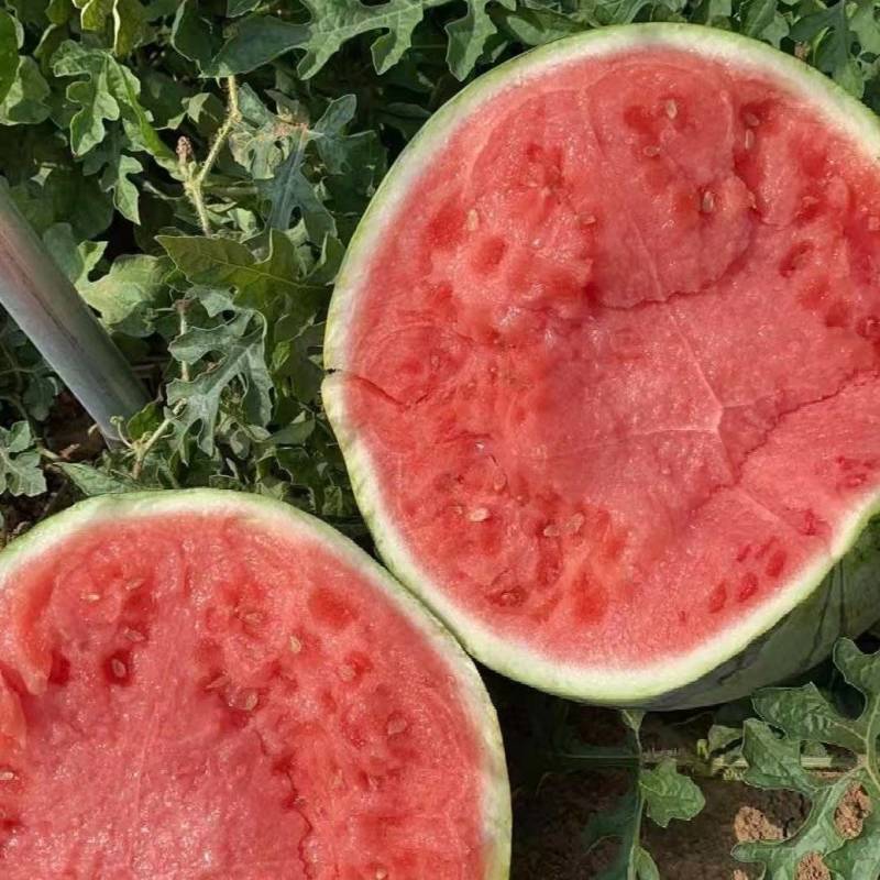 蚌埠嘉年华五号西瓜嘉年华5号无籽西瓜一手货源包熟甜