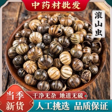 滚山珠中药材滚山虫新货滚山珠整只无碎地罗汉