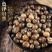 滚山珠中药材滚山虫新货滚山珠整只无碎地罗汉