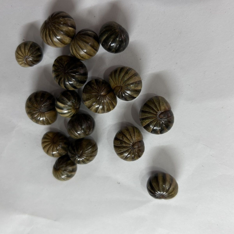 滚山珠中药材滚山虫新货滚山珠整只无碎地罗汉
