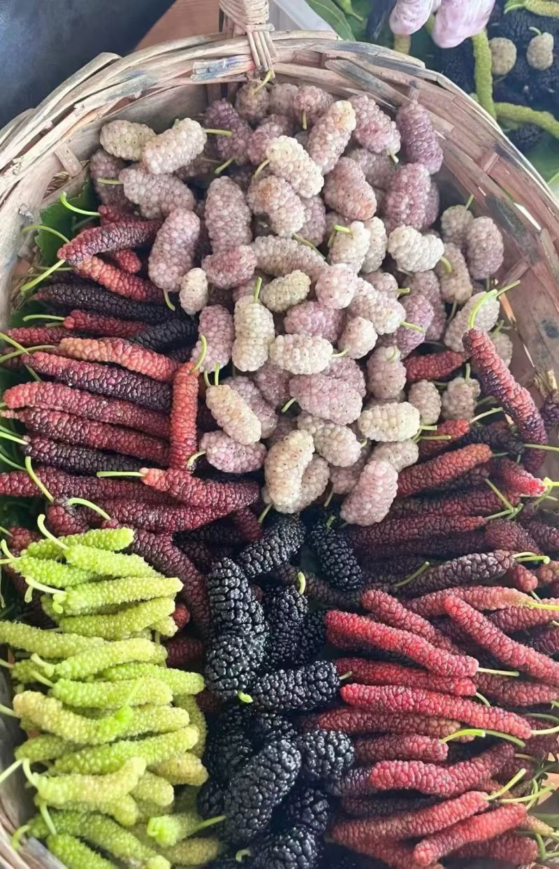 长桑葚果