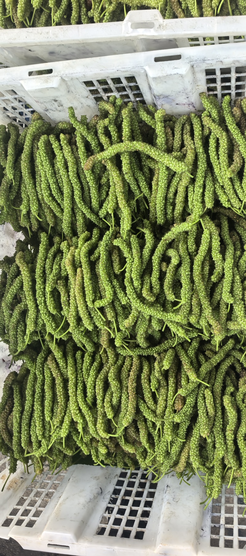 长桑葚果