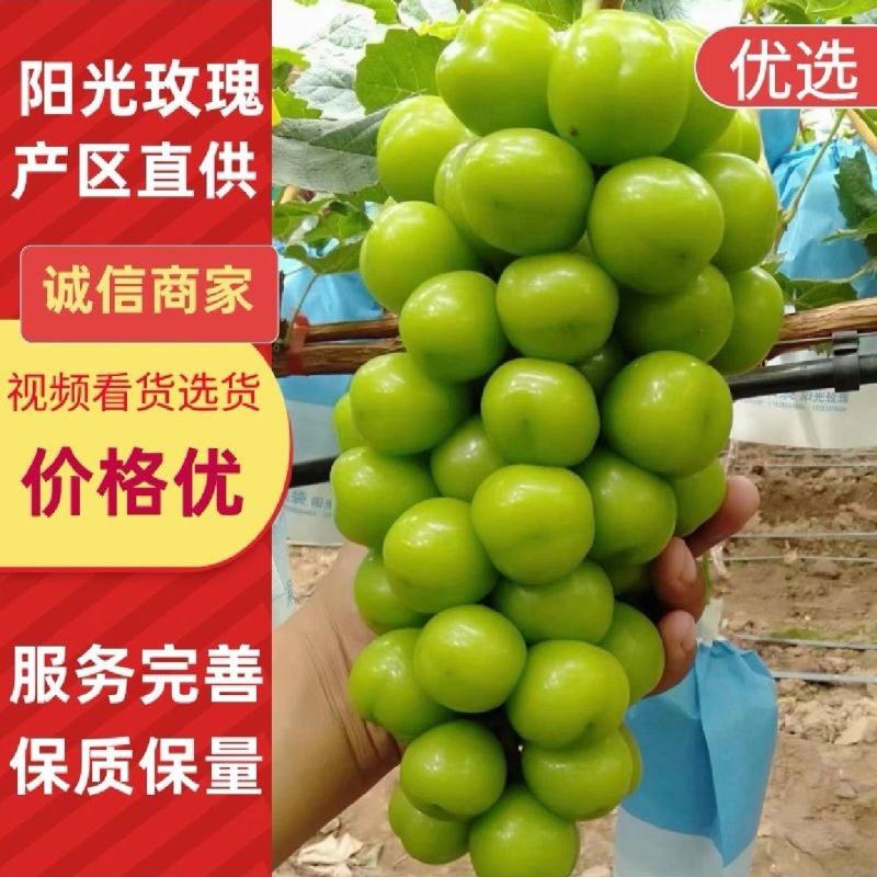 山东单县阳光玫瑰葡萄基地对接全国档口商超