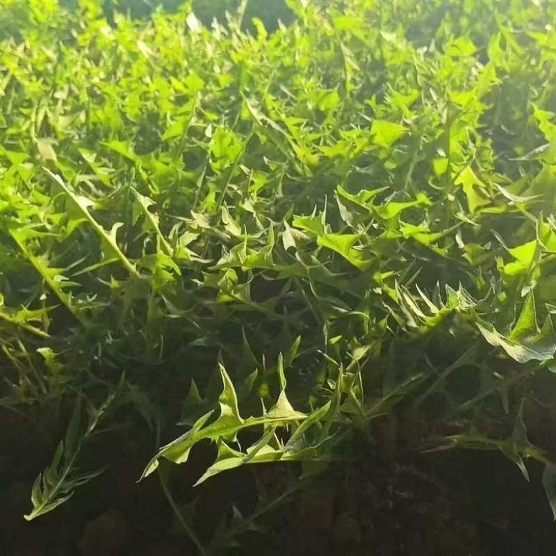 大棚采摘中，新鲜货源充足